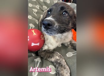 Artemis, 03/26 - hübsches Mädel sucht Familie