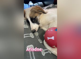 Ariadne, 03/26 - Baby sucht Familie