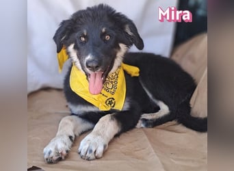 Mira, 03/26 - Malinois Mix sucht verantwortungsvolle Menschen