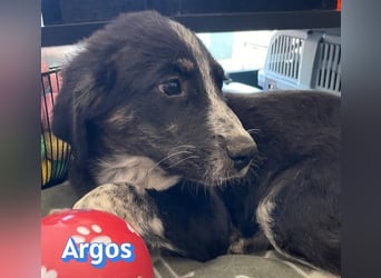 Argos, 03/26 - Wuschelkopf sucht seine Menschen