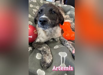 Artemis, 03/26 - hübsches Mädel sucht Familie