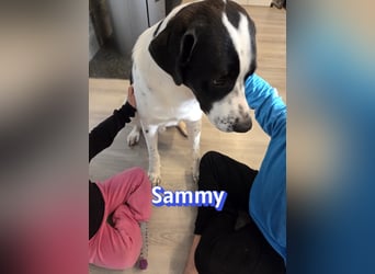 Sammy, 05/25 - verliert unverschuldet sein Zuhause, 66646 Marpingen