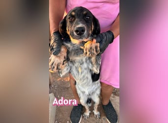 Adora, 03/26 - Mäuschen sucht Häuschen