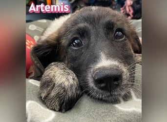 Artemis, 03/26 - hübsches Mädel sucht Familie