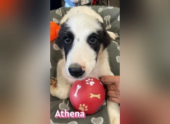 Athena, 03/26 - Welpe sucht Zuhause