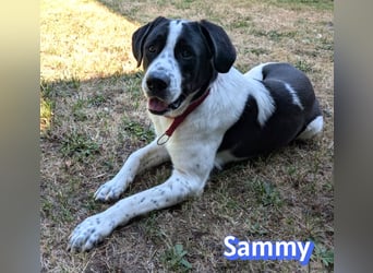Sammy, 05/25 - verliert unverschuldet sein Zuhause, 66740 Saarlouis