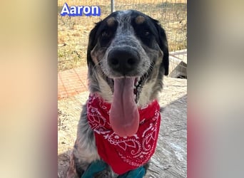 Aaron, 03/26 - wartet in 64646 Heppenheim auf Besuch