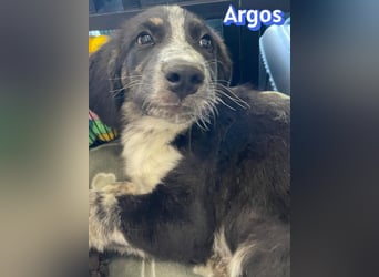 Argos, 03/26 - Wuschelkopf sucht seine Menschen