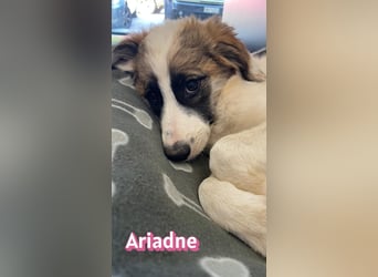 Ariadne, 03/26 - Baby sucht Familie