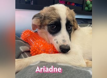 Ariadne, 03/26 - Baby sucht Familie