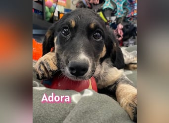 Adora, 03/26 - Mäuschen sucht Häuschen