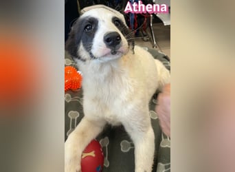 Athena, 03/26 - Welpe sucht Zuhause