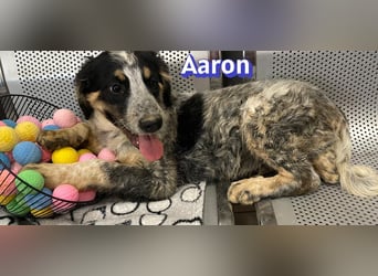 Aaron, 03/26 - möchte dein Leben bunter machen!