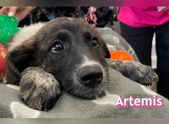 Artemis, 03/26 - hübsches Mädel sucht Familie