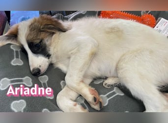 Ariadne, 03/26 - Baby sucht Familie