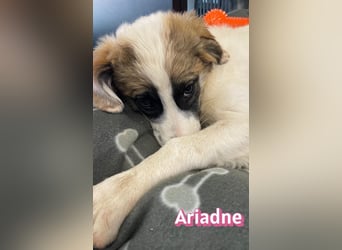 Ariadne, 03/26 - Baby sucht Familie