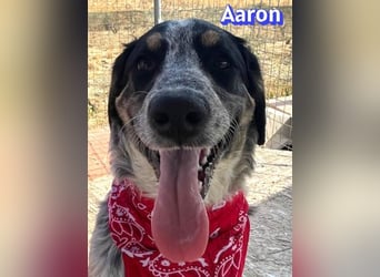 Aaron, 03/26 - wartet in 64646 Heppenheim auf Besuch