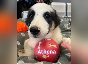 Athena, 03/26 - Welpe sucht Zuhause