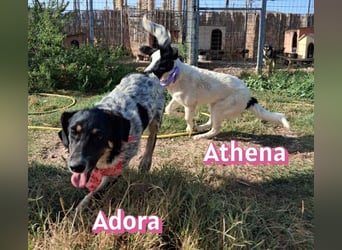 Adora, 03/26 - Mäuschen sucht Häuschen