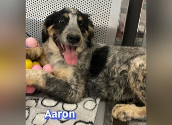 Aaron, 03/26 - möchte dein Leben bunter machen!