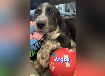 Argos, 03/26 - Wuschelkopf sucht seine Menschen