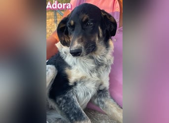 Adora, 03/26 - Mäuschen sucht Häuschen