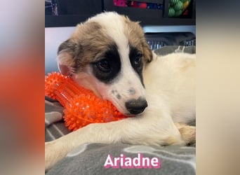 Ariadne, 03/26 - Baby sucht Familie