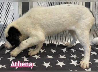 Athena, 03/26 - Welpe sucht Zuhause