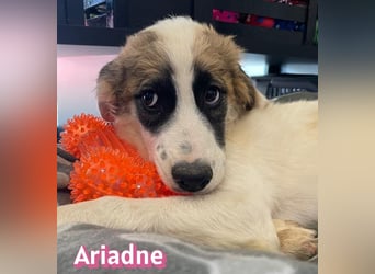 Ariadne, 03/26 - Baby sucht Familie