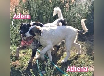 Adora, 03/26 - Mäuschen sucht Häuschen