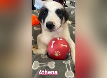 Athena, 03/26 - Welpe sucht Zuhause