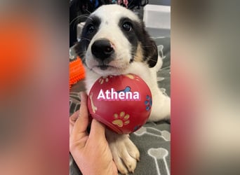 Athena, 03/26 - Welpe sucht Zuhause