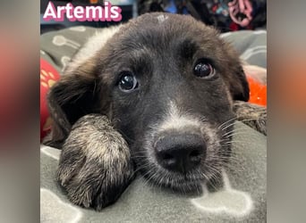 Artemis, 03/26 - hübsches Mädel sucht Familie