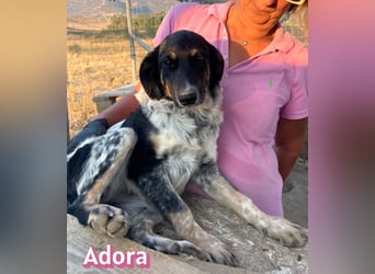 Adora, 03/26 - Mäuschen sucht Häuschen
