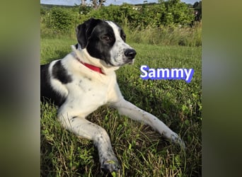 Sammy, 05/25 - verliert unverschuldet sein Zuhause, 66646 Marpingen