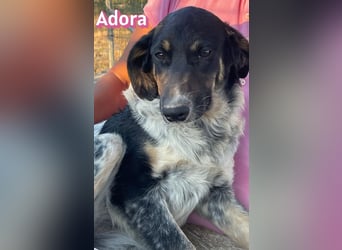 Adora, 03/26 - Mäuschen sucht Häuschen