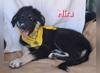 Mira, 03/26 - Malinois Mix sucht verantwortungsvolle Menschen