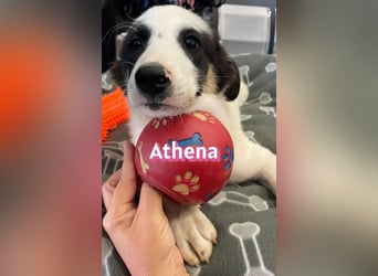 Athena, 03/26 - Welpe sucht Zuhause