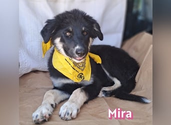 Mira, 03/26 - Malinois Mix sucht verantwortungsvolle Menschen