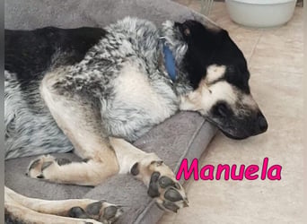 Manuela geb. 12/2023 (in Deutschland) - harmonische, gutmütige und lustige Junghündin!