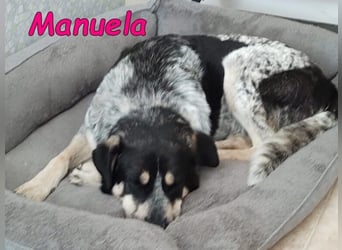 Manuela geb. 12/2023 (in Deutschland) - harmonische, gutmütige und lustige Junghündin!