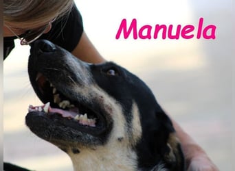 Manuela geb. 12/2023 (in Deutschland) - harmonische, gutmütige und lustige Junghündin!