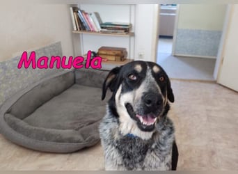 Manuela geb. 12/2023 (in Deutschland) - harmonische, gutmütige und lustige Junghündin!