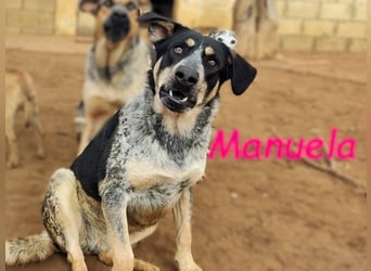 Manuela geb. 12/2023 (in Deutschland) - harmonische, gutmütige und lustige Junghündin!
