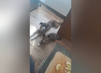 Ares sucht sein Zuhause
