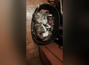 Ares sucht sein Zuhause