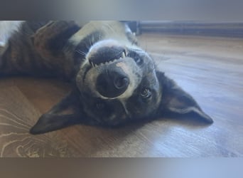 Ares sucht sein Zuhause