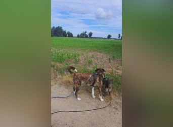 Ares sucht sein Zuhause