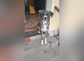 Ares sucht sein Zuhause