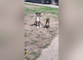 Ares sucht sein Zuhause